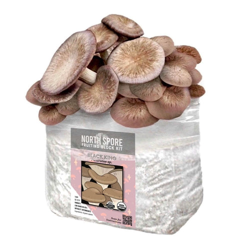 Organic Black King Mushroom Grow Kit Fruiting Block